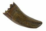 Serrated, Tyrannosaur (Nanotyrannus?) Tooth - Wyoming #143943-1